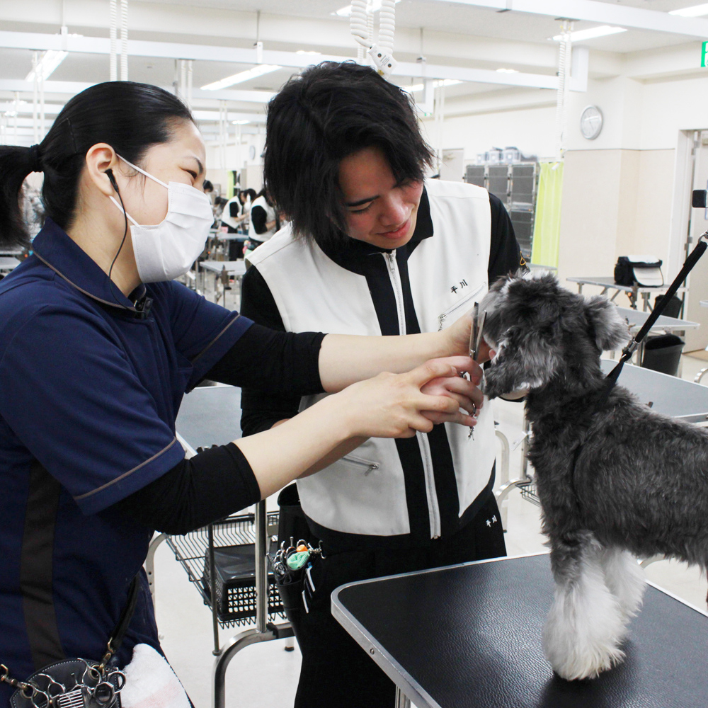 １年生モデル犬と一緒にトリミング実習！